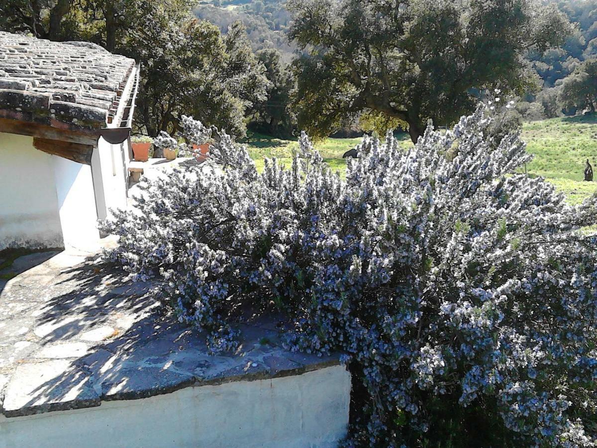 B&B I Menhir Sorgono Buitenkant foto